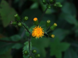Gynura cusimbua, capitula of bright orange florets, Doi Inthanon NP, Thailand