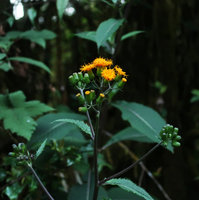 Gynura cusimbua, leaves and capitula, Doi Inthanon NP, Thailand