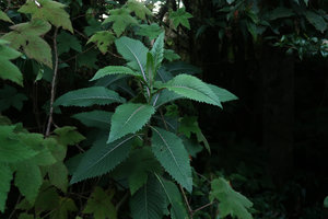 Gynura cusimbua, leaves, Doi Inthanon NP, Thailand