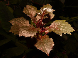 Gynura lycopersicifolia, brown leaf form, Mararunga, Karnataka, India