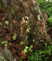 Gynura lycopersicifolia, Cyanotis sp. and Elatostema sp. as low epiphytes at the base of a tree trunk, Mararunga, Karnataka, India