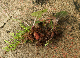 Gynura lycopersicifolia, leaves and tubers among Selaginalla on rock surface, Mararunga, Karnataka, India