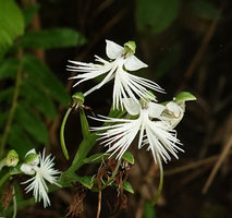 Habenaria beccarii, flowers, Lemo, Tana Toraja, South Sulawesi