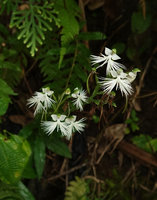 Habenaria beccarii on shaded vertical limestone earth bank, Lemo, Tana Toraja, South Sulawesi