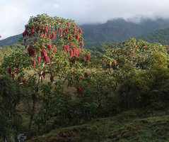 Hagenia abyssinica, a female tree on the left and a male tree on the right, 2350 m asl, Bale NP, Ethiopia