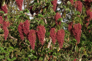 Hagenia abyssinica, a female tree with dense pendulous bright crimson inflorescences, Bale NP, Ethiopia