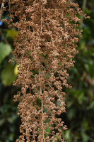 Hagenia abyssinica, male flowers on loose inflorescence, Bale NP, Ethiopia