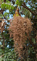 Hagenia abyssinica, rusty beige male inflorescence, Bale NP, Ethiopia