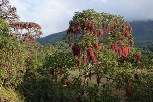 Hagenia abyssinica, sunrise on female trees flowering at the edge of Harenna forest, 2350 m asl, Bale NP, Ethiopia