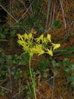 Halenia umbellata, Manu NP, 3500 m, Peru