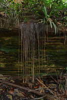 Hanging roots from a permanently wet rocky outcrop, Manaos, Brazil