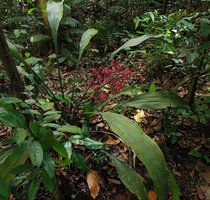 Hanguana rubinea individual with infructescence, Bukit Timah, Singapore