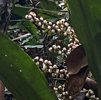 Hanguana malayana, infructescence with triangular fruits, Penang Hill, Malaysia
