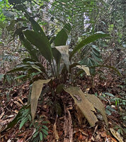 Hanguana malayana on earth slope, not to be confused with the widespread aquatic H. anthelminthica, Penang Hill, Malaysia