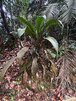 Hanguana malayana with plicate leaves on earth slope, not to be confused with the widespread aquatic H. anthelminthica, Penang Hill, Malaysia