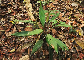 Hanguana neglecta, an individual plant with maturing infructescence, Bukit Timah, Singapore