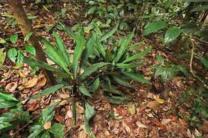 Hanguana neglecta, clustered individuals, Bukit Timah, Singapore