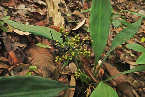 Hanguana neglecta, infructescence with some mature black fruits, Bukit Timah, Singapore