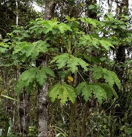 Harmsiopanax ingens, apical leaf crown, Tari, 2500 m asl, Hela, Papua New Guinea