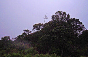 Harmsiopanax ingens, defoliate stem with the terminal inflorescence emerging from the forest edge, Tari, 2500 m asl, Hela, Papua New Guinea