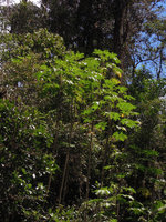 Harmsiopanax ingens, individuals in vegetative phase in a forest gap, Tari, 2500 m asl, Hela, Papua New Guinea