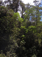 Harmsiopanax ingens, individuals in vegetative phase on abrupt slope above forest stream, Tari, 2500 m asl, Hela, Papua New Guinea