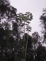 Harmsiopanax ingens, individuals in vegetative phase, Tari, 2500 m asl, Hela, Papua New Guinea
