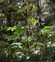 Harmsiopanax ingens, monocaulous in forest understory, Tari, 2200 m asl, Hela, Papua New Guinea