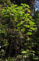 Harmsiopanax ingens, population of young monocaulous trees in forest gap, Tari, 2000 m asl, Hela, Papua New Guinea