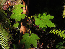 Harmsiopanax ingens, seedling, Tari, 2500 m asl, Hela, Papua New Guinea