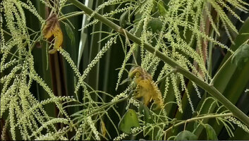 Harmsiopanax ingens, small numerous flowers for this monocarpic species, Tari, 2500 m asl, Hela, Papua New Guinea