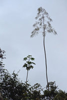 Harmsiopanax ingens, the largest monocaulous monocarpic Dicot, one vegetative and one flowering individuals, Tari, 2500 m asl, Hela, Papua New Guinea