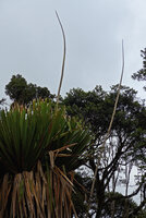 Harmsiopanax ingens, two dead monocarpic individuals emerging from the forest edge, Tari, 2500 m asl, Hela, Papua New Guinea