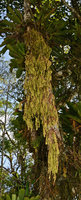 Hatiora salicornioides, epiphytic, Serra dos Orgaos NP,Teresopolis , Brazil