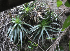 Hechtia sp. on a vertical cliff, el Tepozteco, Cuernavaca, Mexico