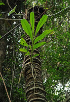 Hedychium cf. bousigonianum, epiphytic on a Cycas inermis stipe, the thick roots covered by white refringent velamen, Cat Tien NP, Vietnam