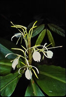 Hedychium cylindricum, Kinabalu NP, 1600 m asl, Sabah, Borneo