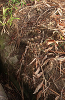 Hedychium ellipticum, dried leafy stems, the plant surviving the dry season due to its fleshy superficial articulated rhizomes, Phu Hin Rong Kla NP, Phitsanulok, Thailand