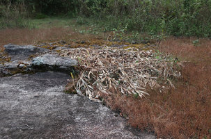 Hedychium ellipticum, vegetative population of dried leafy stems at the surface of a sandstone slab, Phu Hin Rong Kla NP, Phitsanulok, Thailand