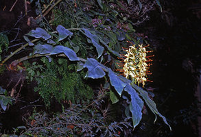 Hedychium gardnerianum in full bloom at the Pershing Hall