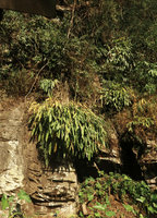 Hedychium horsfieldii clumps growing on full sun exposed  rocks, Sumuran waterfall, Magelang, Java