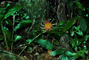 Hedychium longicornutum, an epiphytic plant fallen on the forest ground but flowering in spite of the very low light intensity, Pasoh FR, Negeri Sembilan, Malaysia