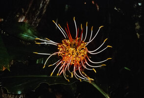 Hedychium longicornutum, Pasoh FR, Negeri Sembilan, Malaysia
