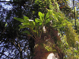 Hedychium malayanum, epiphytic cespitose habit, Fraser&#039;s Hill, Malaysia