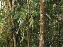 Hedychium malayanum, epiphytic in Asplenium nidus basket, Fraser&#039;s Hill, Malaysia