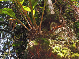 Hedychium malayanum, epiphytic, stems, rhizomes and roots, Fraser&#039;s Hill, Malaysia