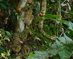 Hedychium muluense as a low epiphyte with roots embrcing the tree trunk support, Danum Valley, Sabah, Borneo