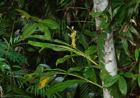 Hedychium muluense flowering as a low epiphyte, Deramakot FR, Sabah, Borneo