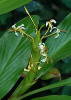 Hedychium muluense flowers emerging from the bracts, Danum Valley, Sabah, Borneo
