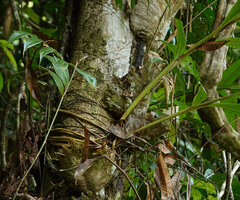 Hedychium muluense, horizontally growing thick roots firmly anchoring the plant to the tree trunk support, Danum Valley, Sabah, Borneo